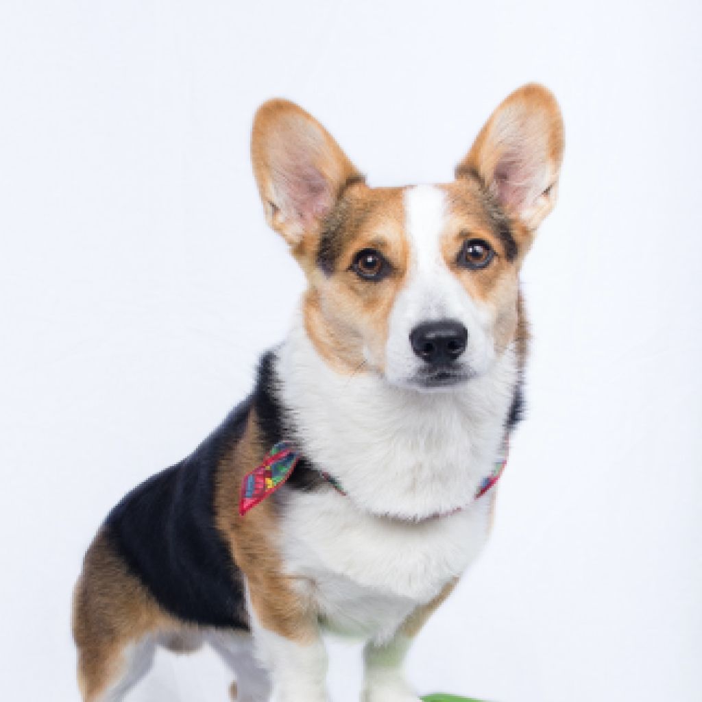 Animais de estimação